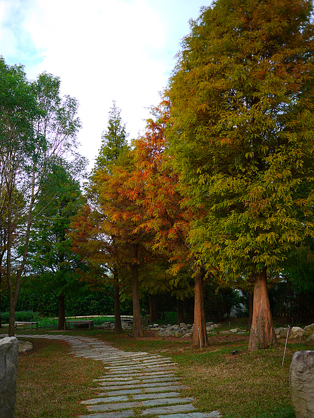 yard_tree.jpg yard_tree.jpg