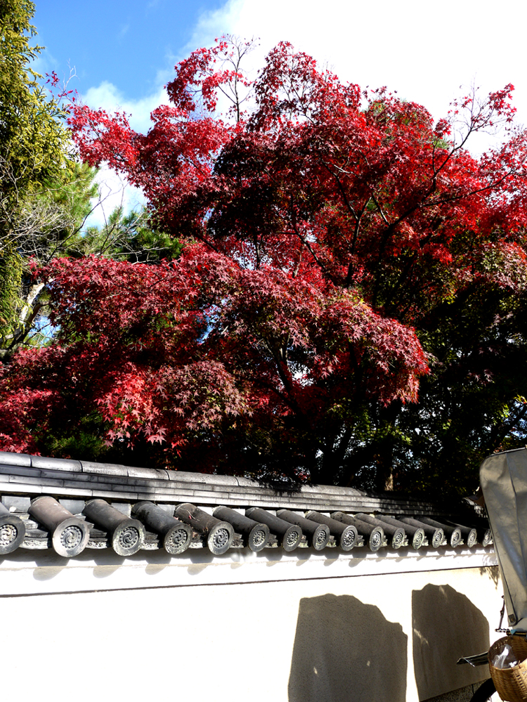 清涼院楓紅與白圍牆 清涼院楓紅與白圍牆