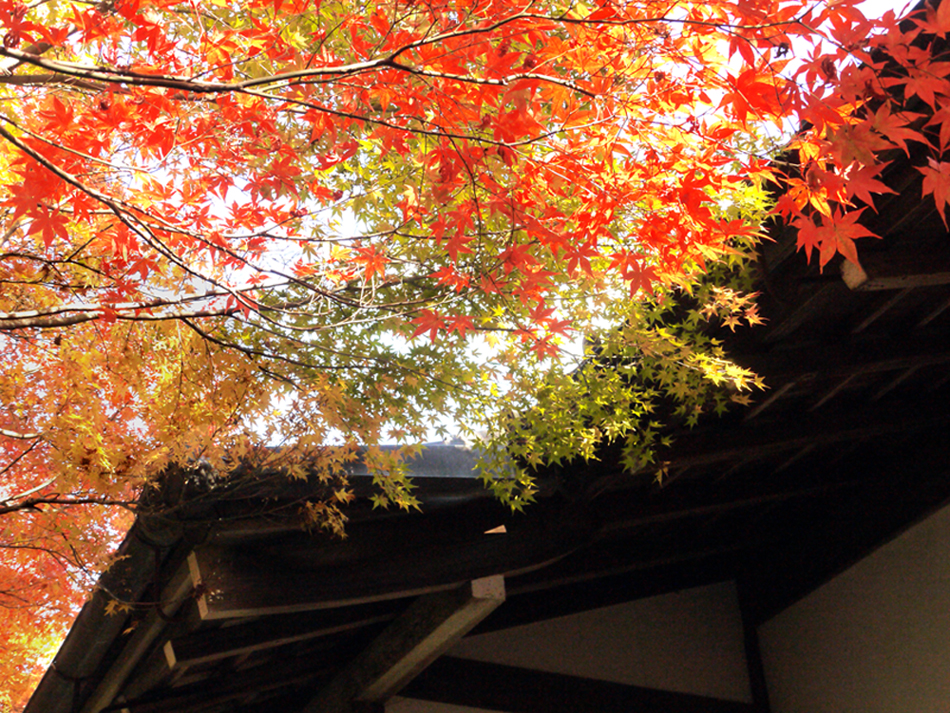 mapple_roof1 mapple_roof1