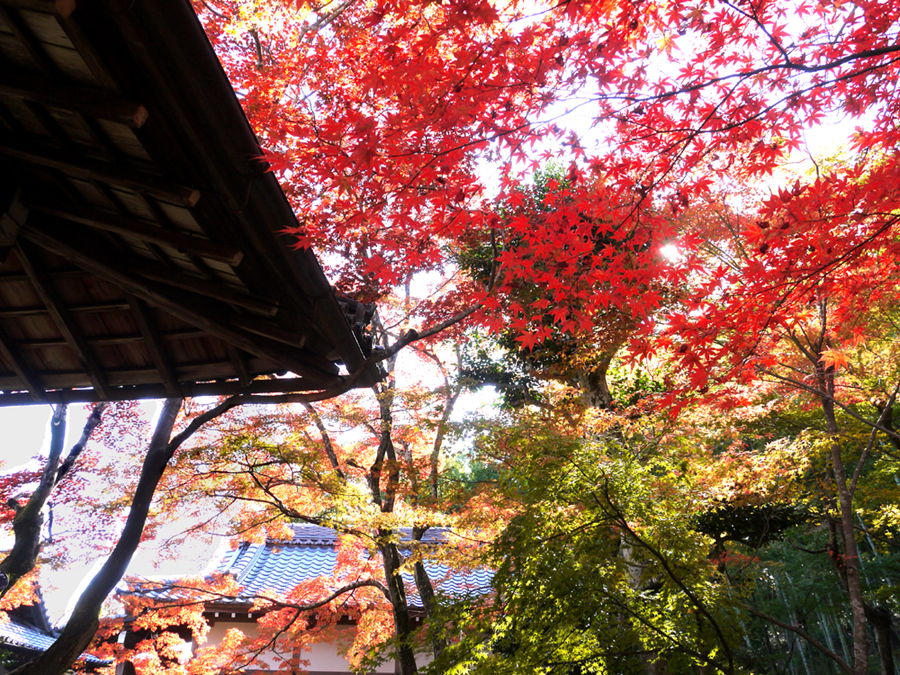 mapple_roof2 mapple_roof2