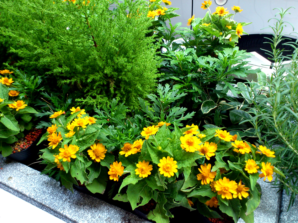 flower flower