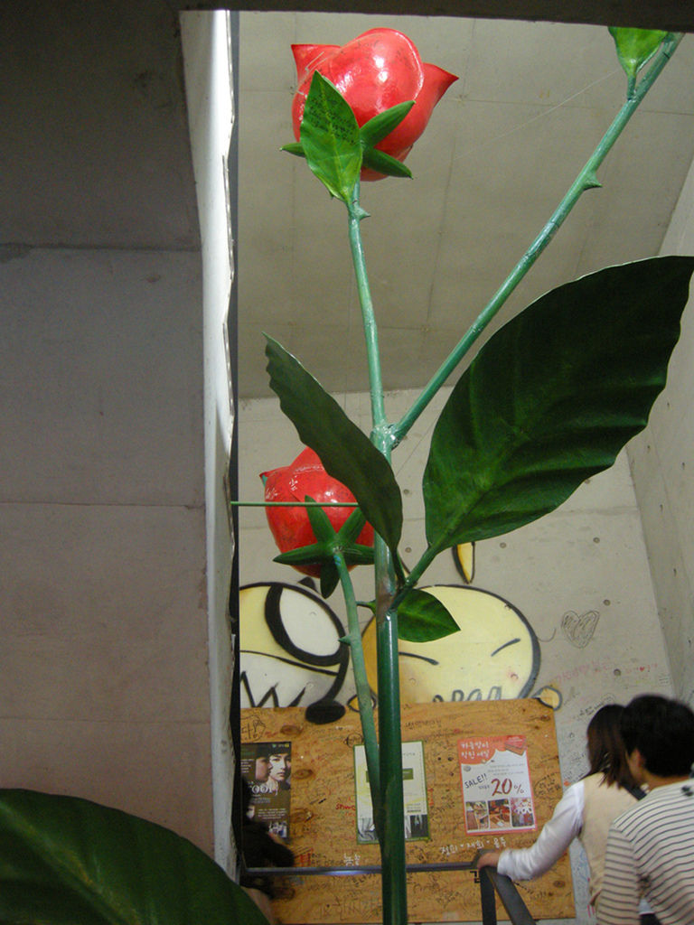 rose2 rose2