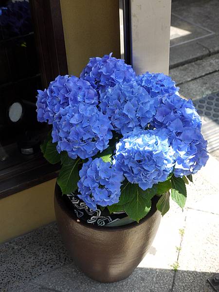 紫陽花 紫陽花