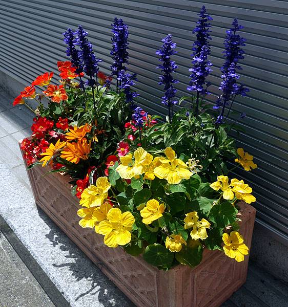 路邊的花 路邊的花