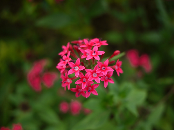flower_hotPink.jpg flower_hotPink.jpg