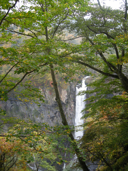 nikko_waterfall_tree1.jpg