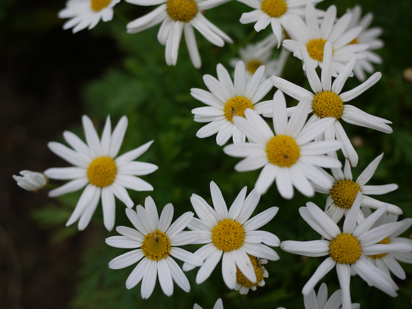 flower_whiteBuck.jpg flower_whiteBuck.jpg