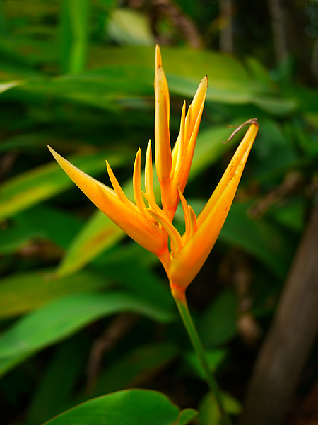 flower_heavenBird.jpg flower_heavenBird.jpg
