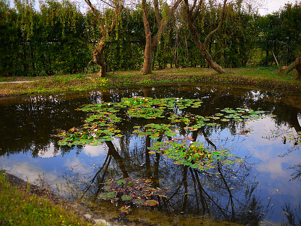 pond.jpg pond.jpg