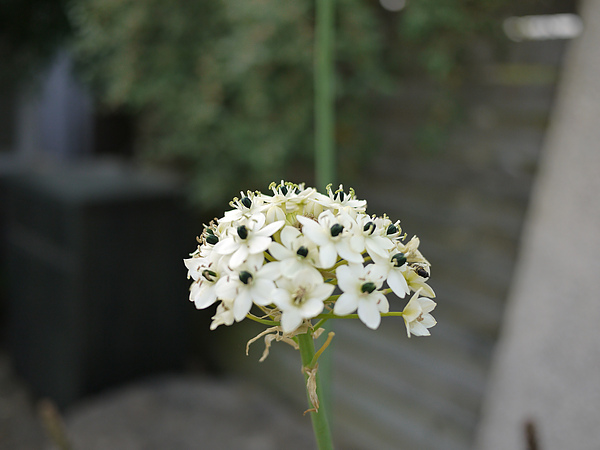 flower_white.jpg flower_white.jpg