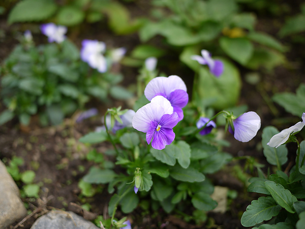 flower_purple.jpg flower_purple.jpg