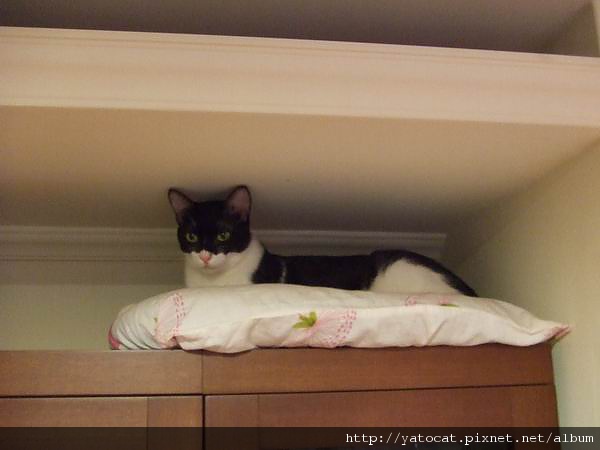 崖上的ＭＩＭＯ牙