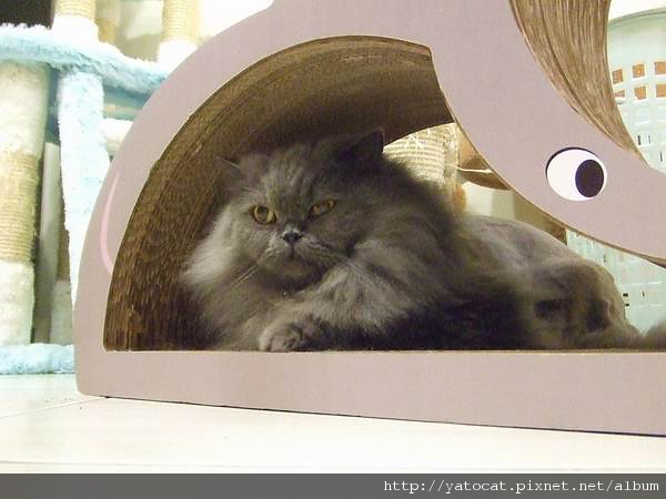 女王享用他的生日禮物