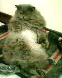 20060617丫頭女王小可愛造型