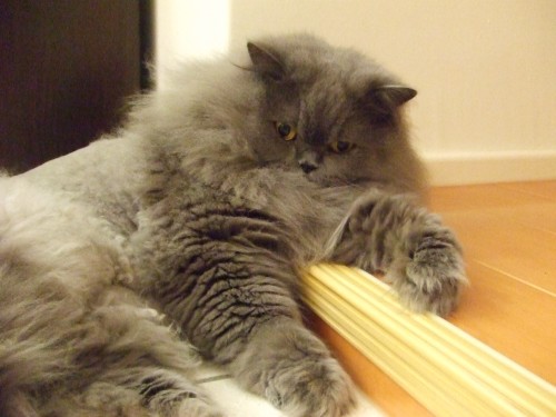 女王高雅的樣子