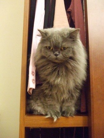 衣櫥是我的領地