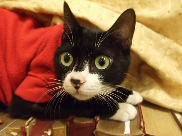 不可能被花現的～～