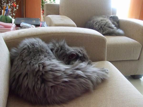 睡吧！睡吧！！