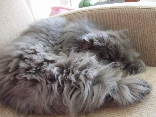 熊熊睡電視前的好位子