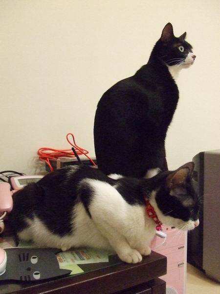 黑白雙貓