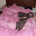 三貓等我睡覺