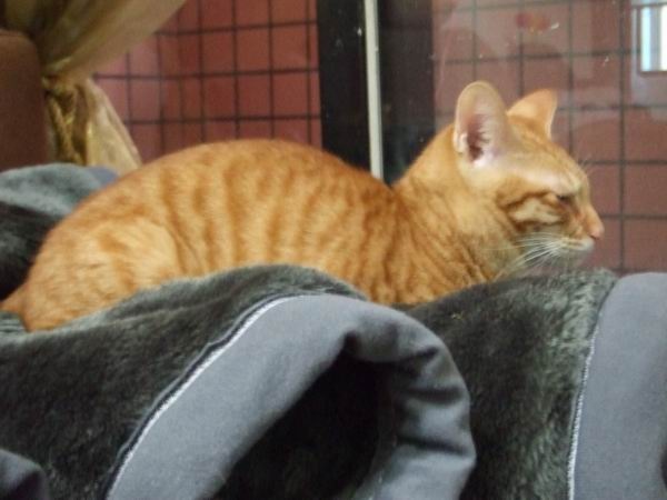 大吉大利小吉子