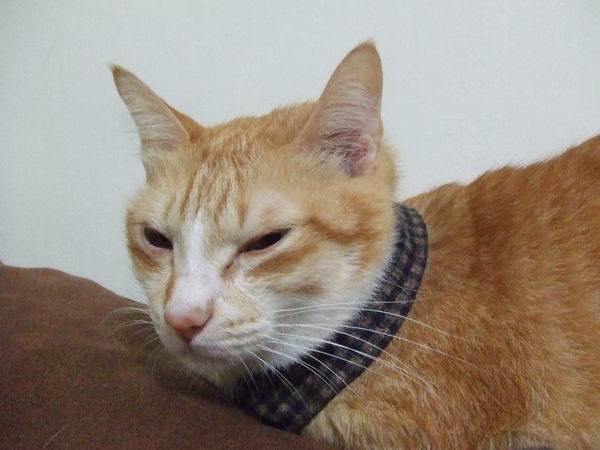 BEBE也偷打瞌睡了