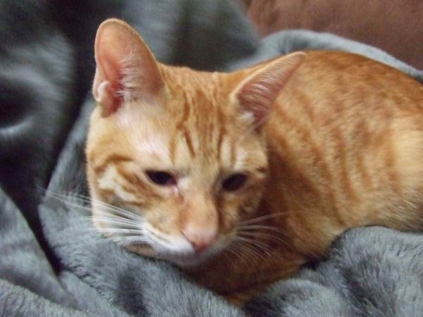 吉子....zzzzzzzZZZZZZZ