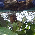 Bohol的眼鏡猴