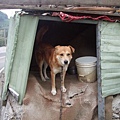 草莓園的小黃