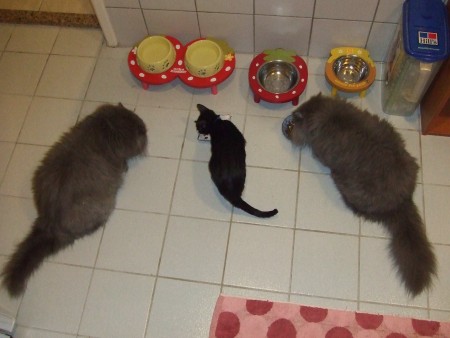 三貓吃飯