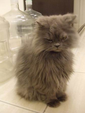 媽媽，丁丁打破我的飯碗