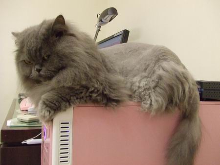 女王２００８涼夏新造型