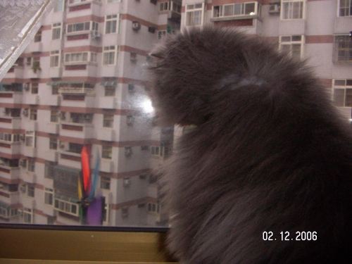 熊熊認真的看著他的小風車