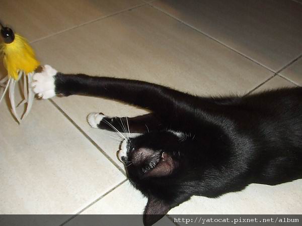 丁玩到趴在地上還要玩