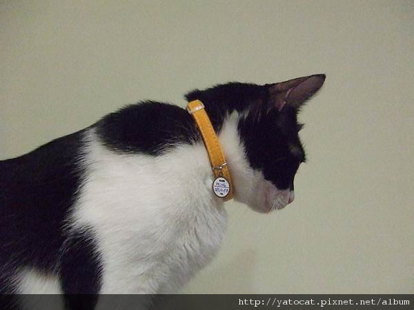 咪獎和他短命的項圈（那項圈已經斷了）