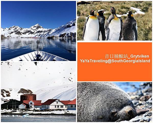 Grytviken,捕鯨站,探險家沙爾克頓,象鼻海豹,國王企鵝,南喬治亞島博物館,飄泊信天翁,南喬治亞島,古利德維肯,South Georgia Island,毛皮海豹,捕鯨,博物