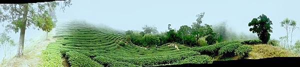 茶園-1.jpg 茶園-1.jpg