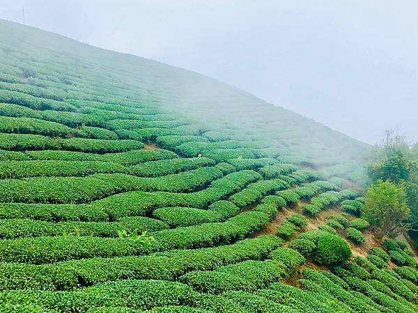 茶園-3.jpg 茶園-3.jpg