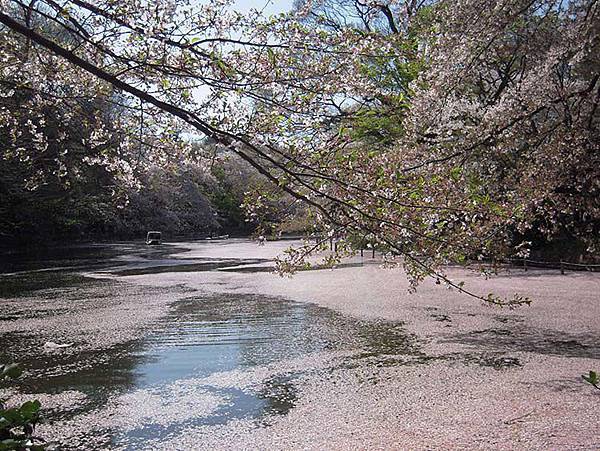 井の頭公園01