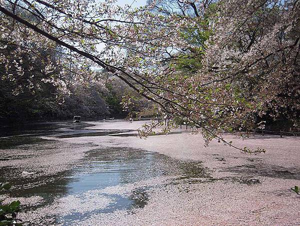井の頭公園01