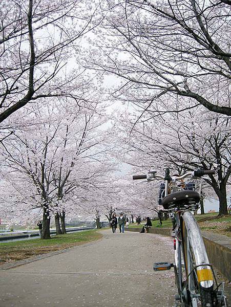 荒川赤羽桜堤緑地02