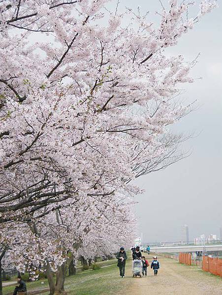 荒川赤羽桜堤緑地03