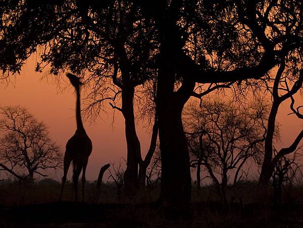 giraffe-silhouette-zambia_25298_990x742.jpg