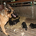 CADAR與她的四隻小狗-1- 06032014.jpg
