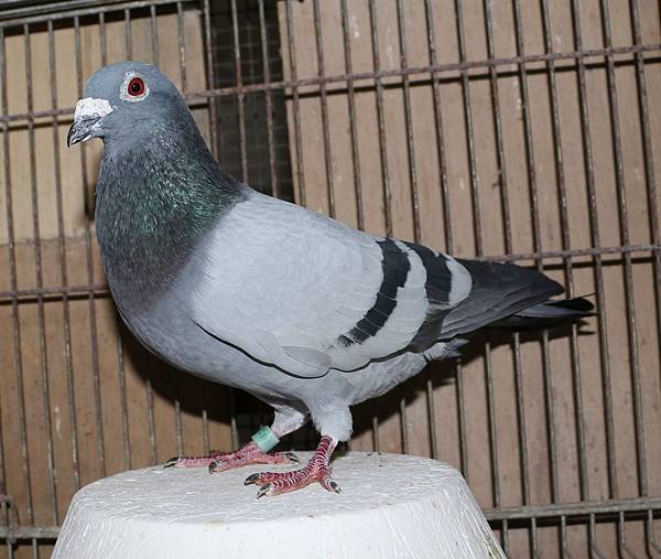 2007PIGEON01735BBC.jpg