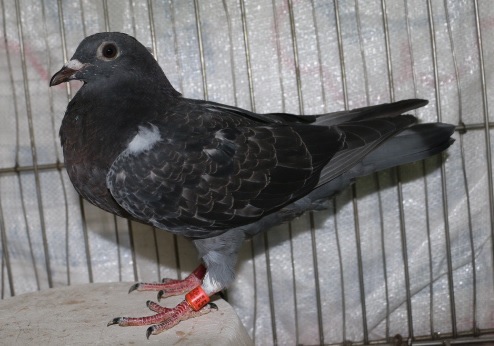 2018PIGEON585957黑斑.jpg