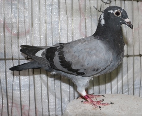 2018PIGEON585961灰白羽.jpg