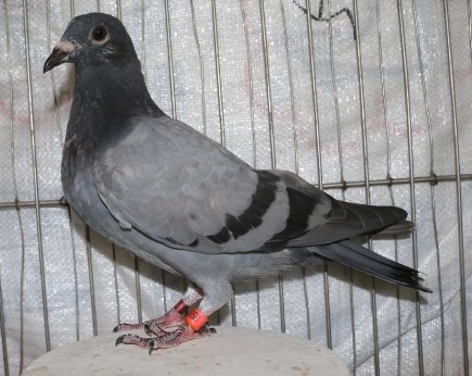 2018PIGEON585958灰.jpg