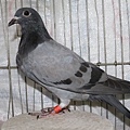 2018PIGEON585959灰.jpg